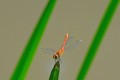 sympetrum rouge sang