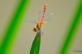 sympetrum rouge sang 1