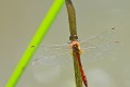 sympetrum rouge sang 2