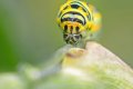 chenille machaon