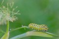 chenille machaon 1
