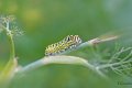 chenille machaon 2