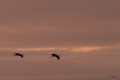 passage de grues au petit matin