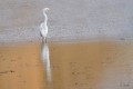 Aigrette au petit matin
