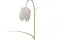 Fritillaire albinos
