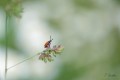 Vigie dans le jardin