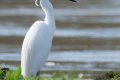 aigrette sur les bords de loire