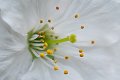 prunier en fleur