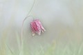fritillaire
