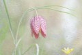 fritillaire