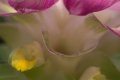 jardin des plantes Nantes