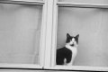 chat curieux