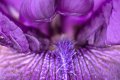 iris à Villandry