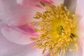 fin de floraison