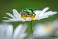 scarabée dans marguerite