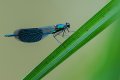 libellule bleue