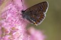petit papillon: argus ?
