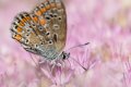 re petit papillon dans mon jardin