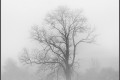 brouillard