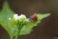 coccinelle