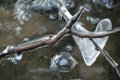 cœur de glace