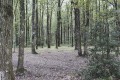 Bois paisible