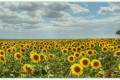 Tournesols