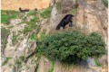 Sur 3 niveaux ! Les chèvres du château .