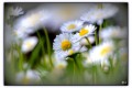 Bokeh fleuri