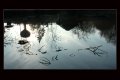 Bressuire-lac-de-la-Chaize-reflet-01_16