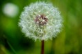 fleur de pissenlit