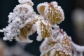 givre sur les feuilles de framboise