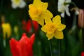jonquilles 