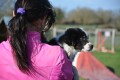 chiot berger australien