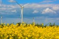 les éoliennes et le colza 