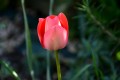 tulipe