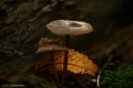 sortie photo proxi en forêt de chantemerle 4
