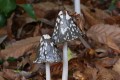 sortie photo proxi en forêt de chantemerle 6