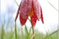 pistil