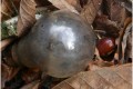 une ampoule pour la chataigne