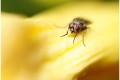 La mouche