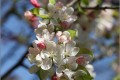 Pommier fleurs