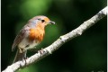 Rouge-gorge
