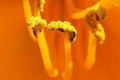 Etamines de lys