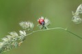 Coccinelle