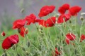 Coquelicots
