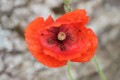 Coquelicot
