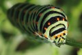 Chenille machaon