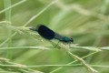 Libellule