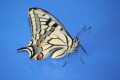 Machaon